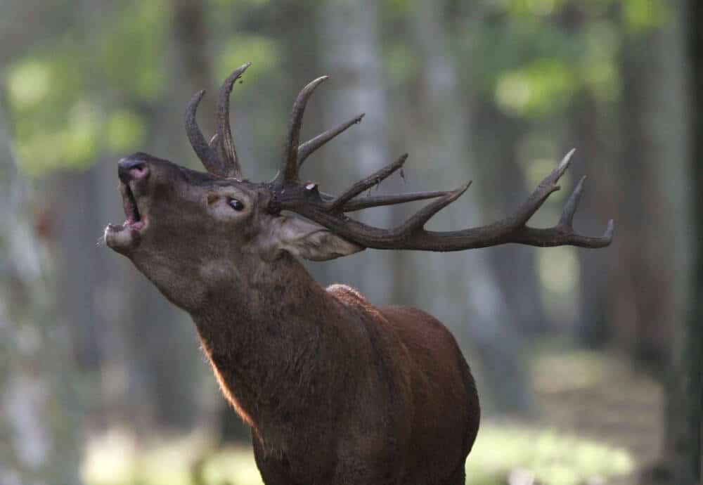 Ecouter le Brame du Cerf en forêt de Rambouillet  Office de Tourisme