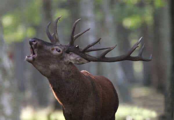 Brame du cerf en forêt de Rambouillet