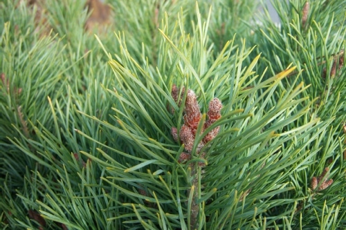 Pinheiro silvestre - Floresta Rambouillet