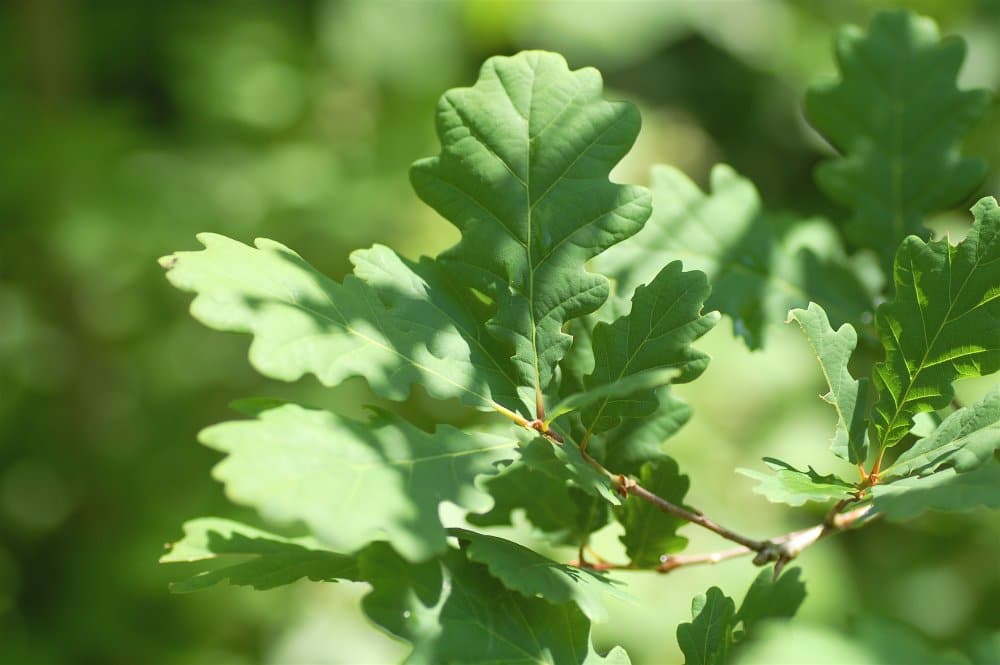 Pedunculate oak - Forest of Rambouillet