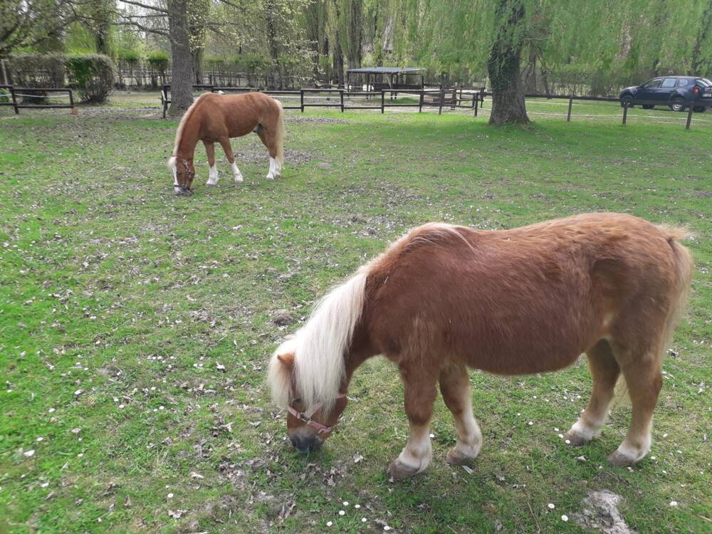 Granja Omini en Mittainville - caballo