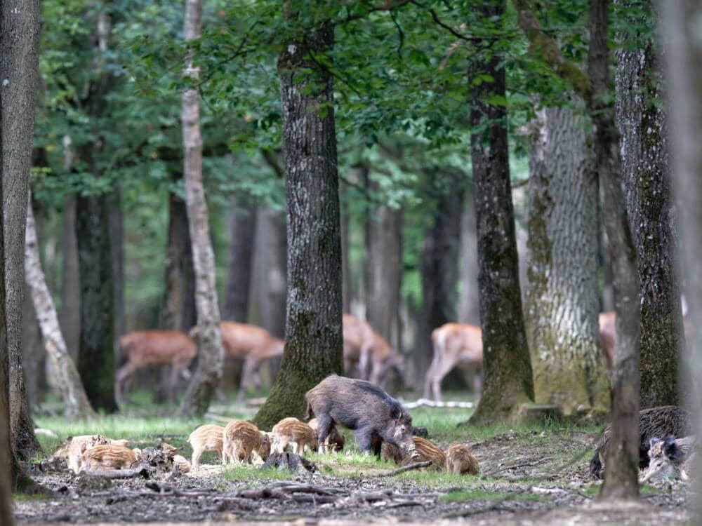 Wildschweine - Wald von Rambouillet