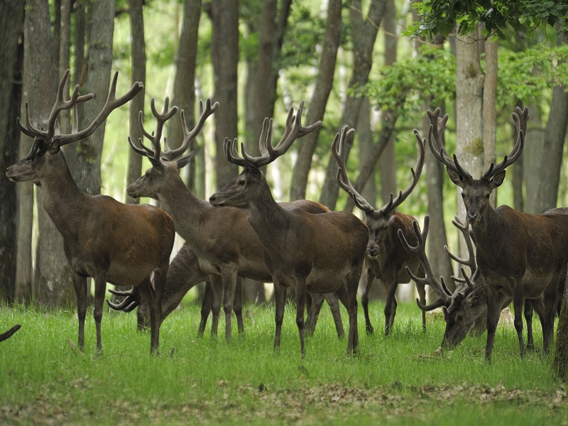 Espace Rambouillet animal park in Sonchamp