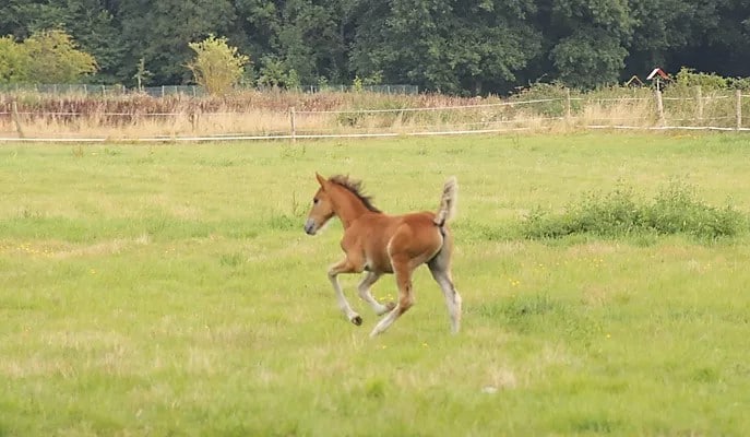 ミタンビルのオミニ農場 - 馬