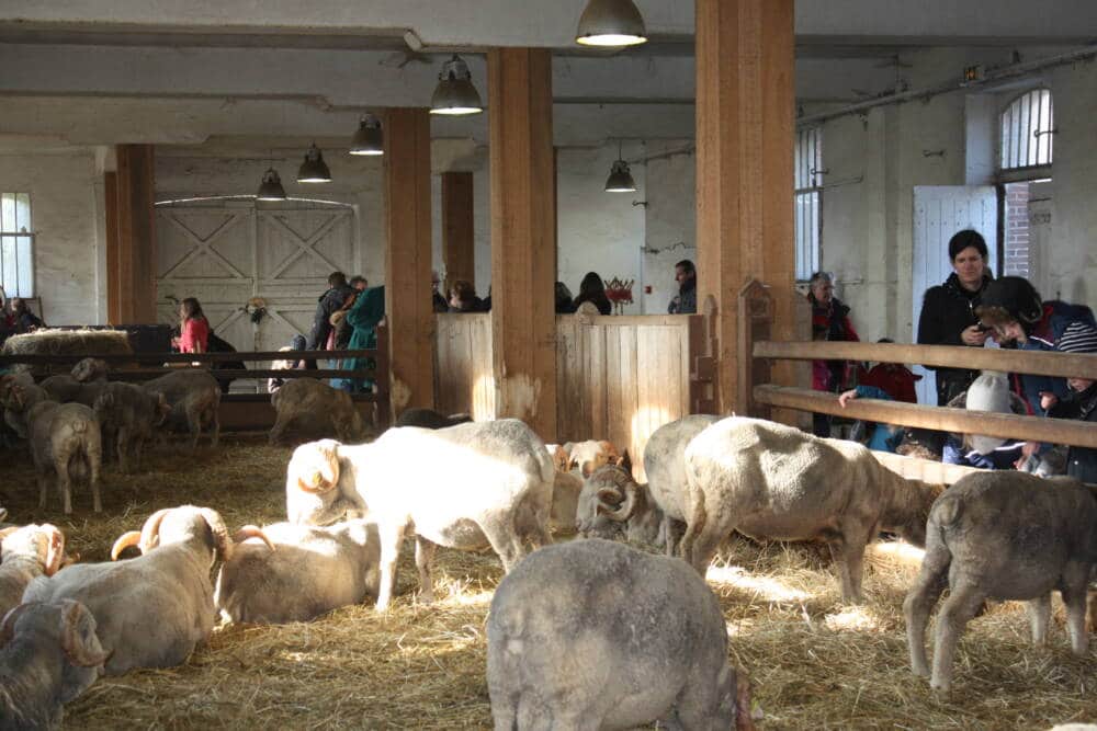 Visit of the sheepfold - Merino sheep