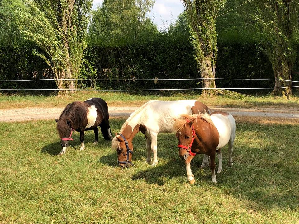 Omini-boerderij in Mittainville - paard