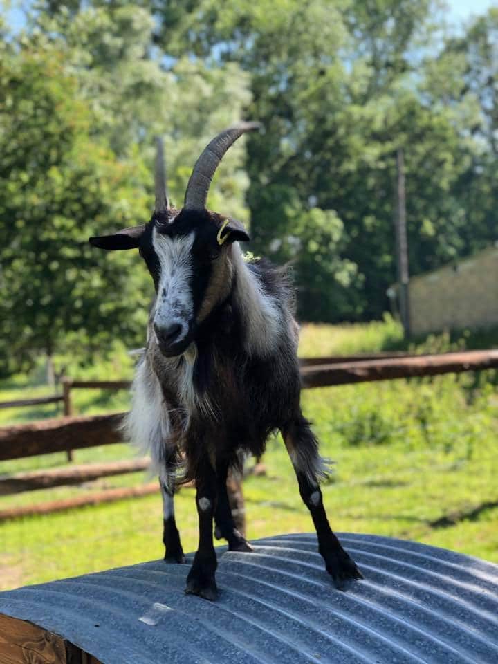 Ferme Omini à Mittainville - chèvre