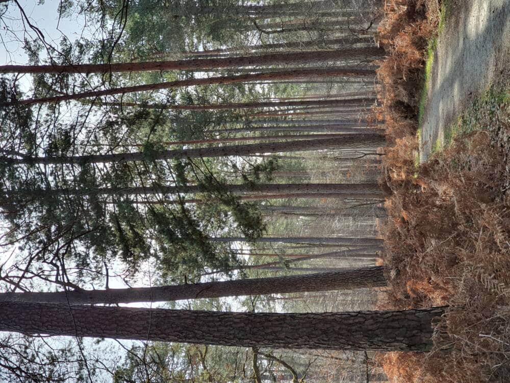 Croix Pater - Pecqueuse - Watchtower - Forest of Rambouillet