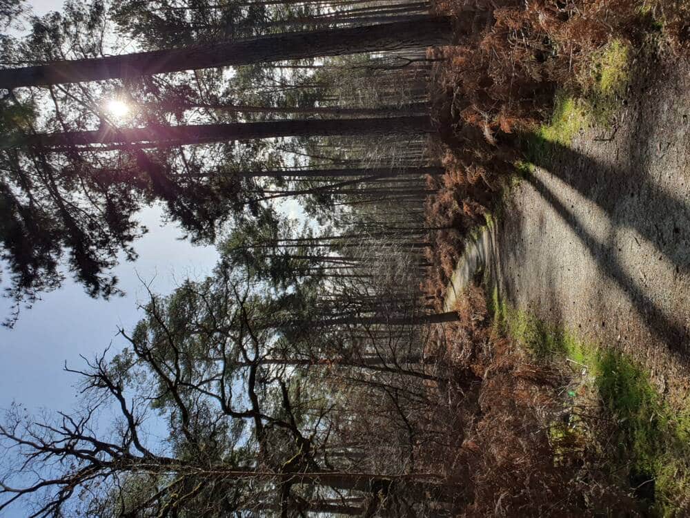 Croix Pater - Pecqueuse - Atalaya - Bosque de Rambouillet