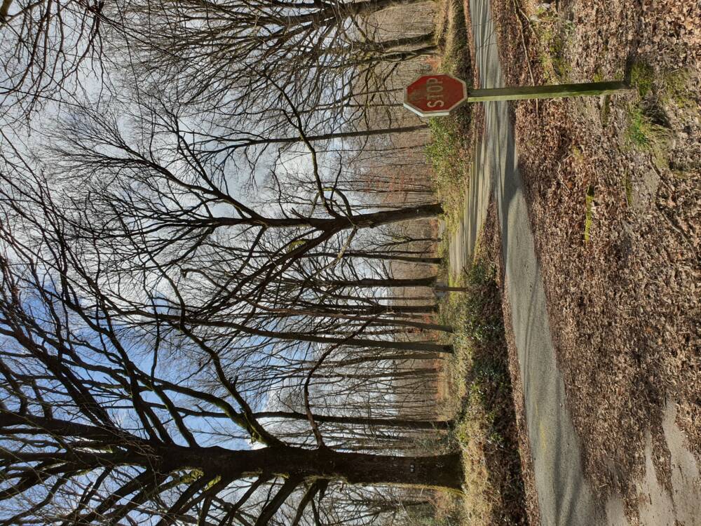 Croix Pater - Pecqueuse - Watchtower - Forest of Rambouillet