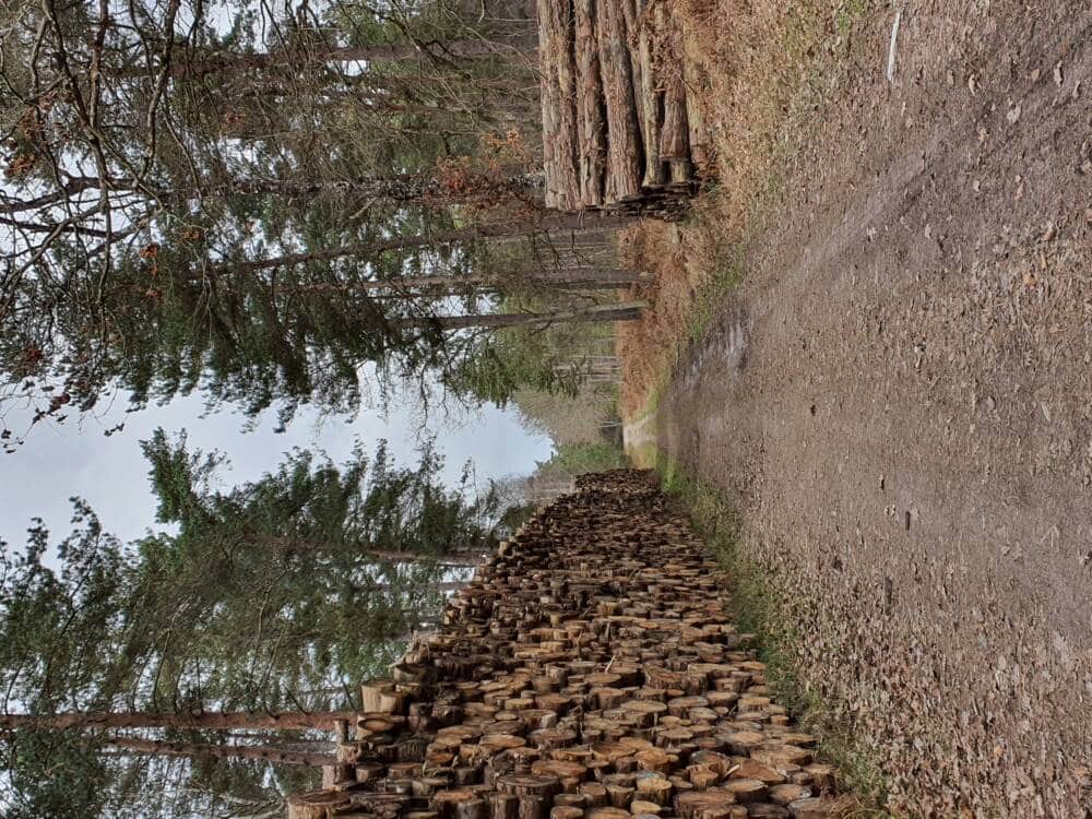 Croix Pater - Pecqueuse - Uitkijktoren - Bos van Rambouillet