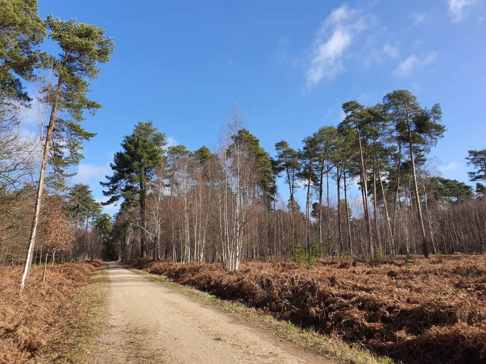 Croix Pater - Pecqueuse - Atalaya - Bosque de Rambouillet