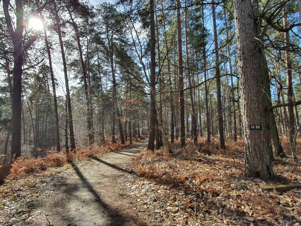 Croix Pater - Pecqueuse - Uitkijktoren - Bos van Rambouillet