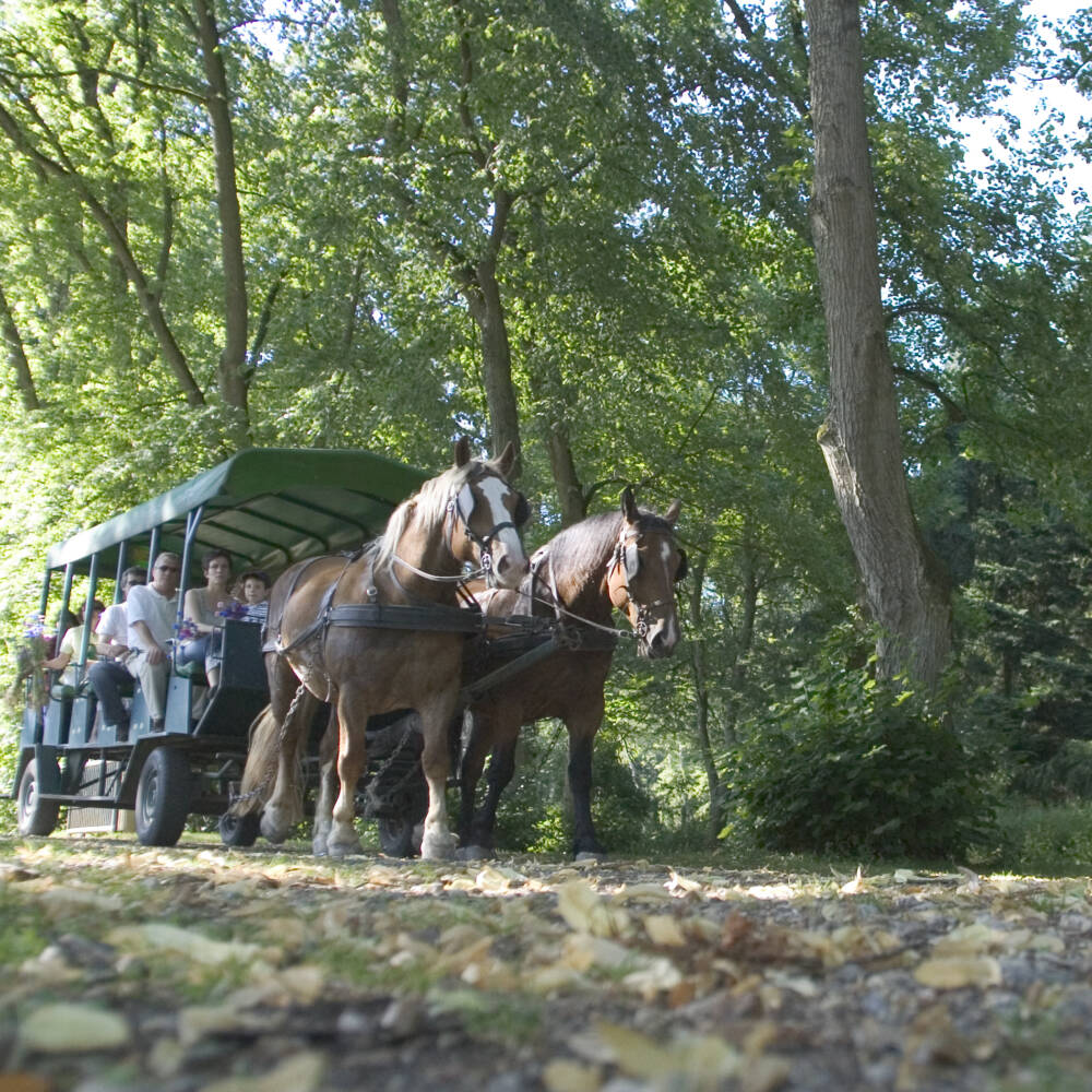 Carriage rides - National Sheepfold of Rambouillet