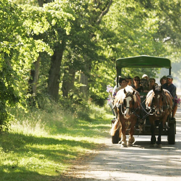 Passeios de carruagem - redil nacional de Rambouillet