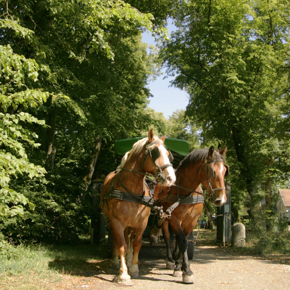 Promenades en calèches - Bergerie Nationale de Rambouillet