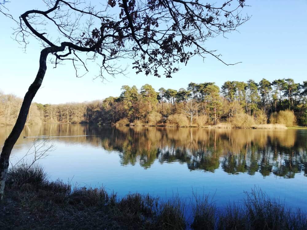 Gouden vijver in Rambouillet