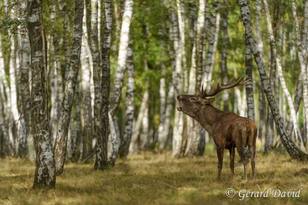 Laje de veado na floresta de Rambouillet