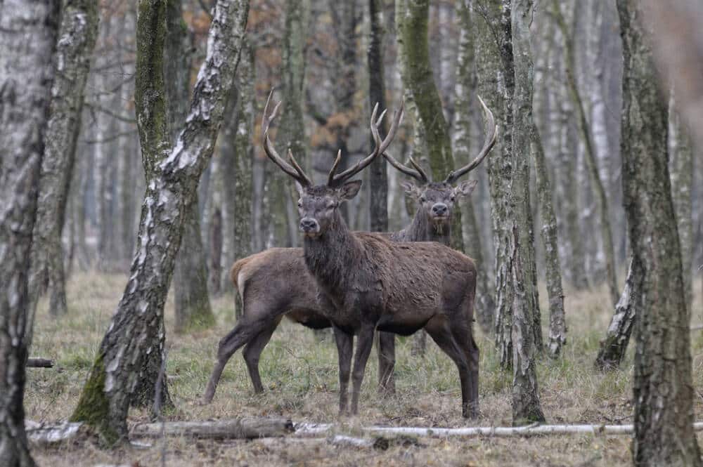 Bos van Rambouillet, herten