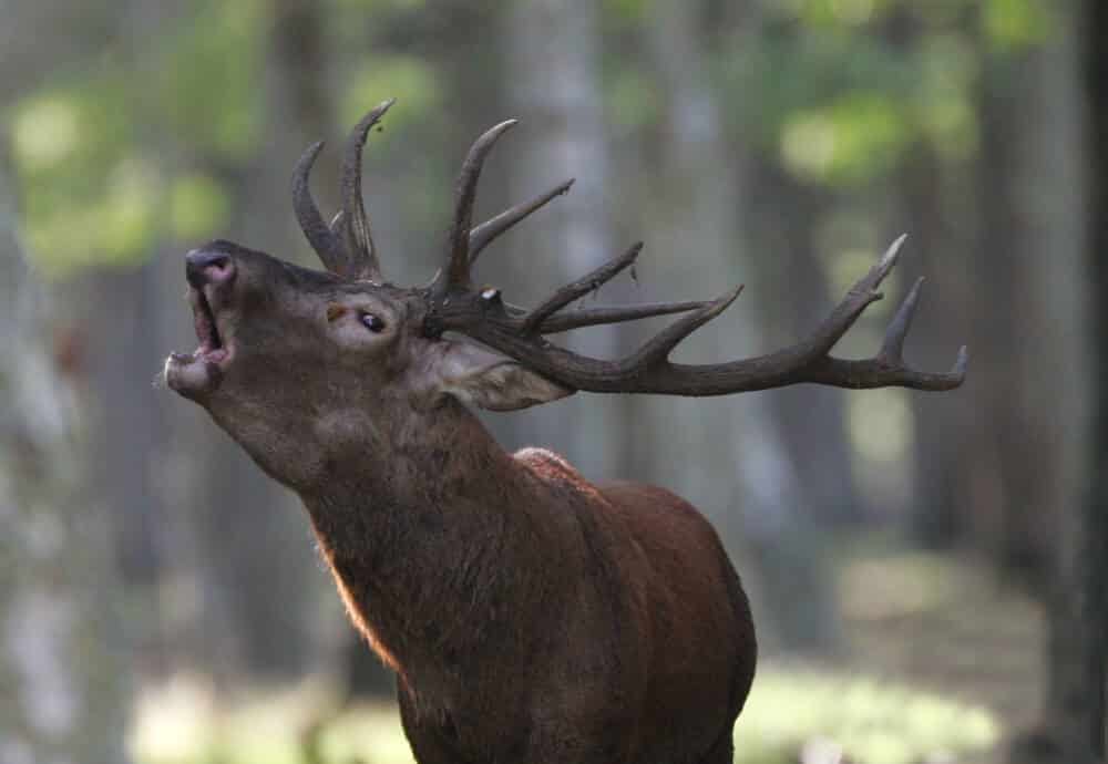 forêt de Rambouillet, cerf