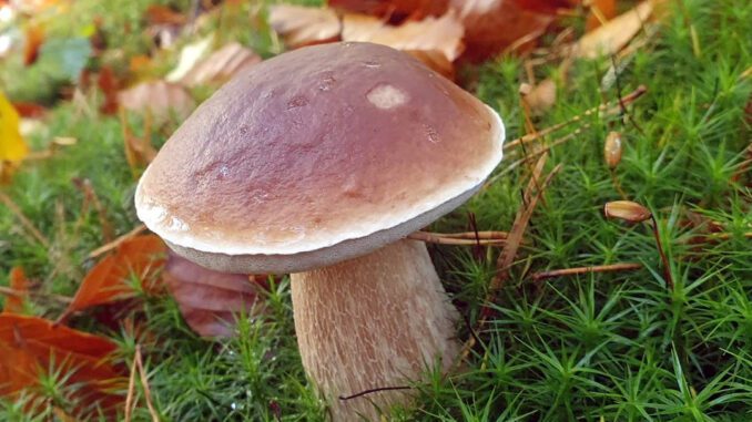 Cazadores de setas boletus