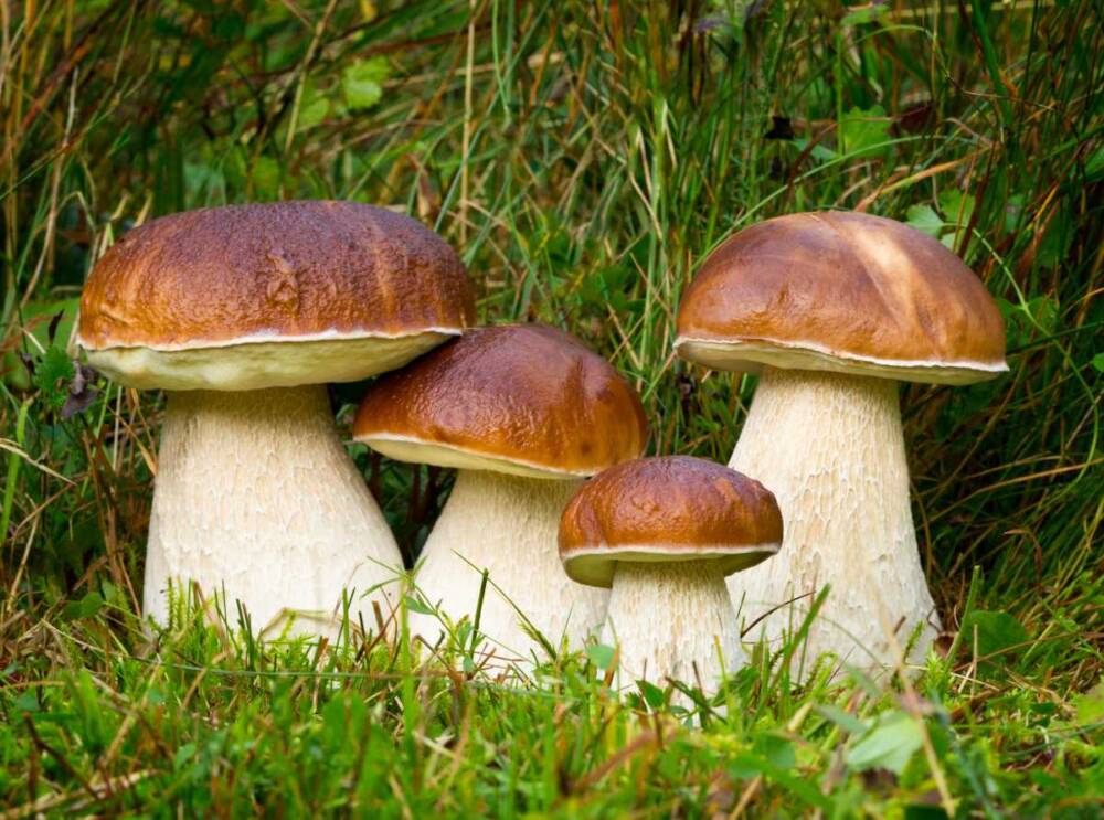 Eekhoorntjesbrood uit Bordeaux https://www.jardiner-malin.fr/