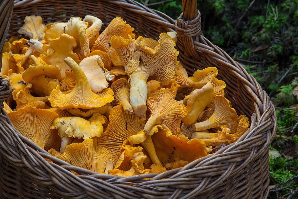 Rambouillet Forest Mushrooms - Posto de Turismo de Rambouillet