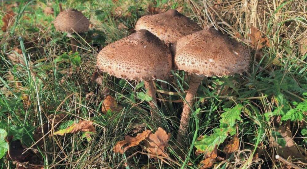 Coulemelles - Mushroom hunters