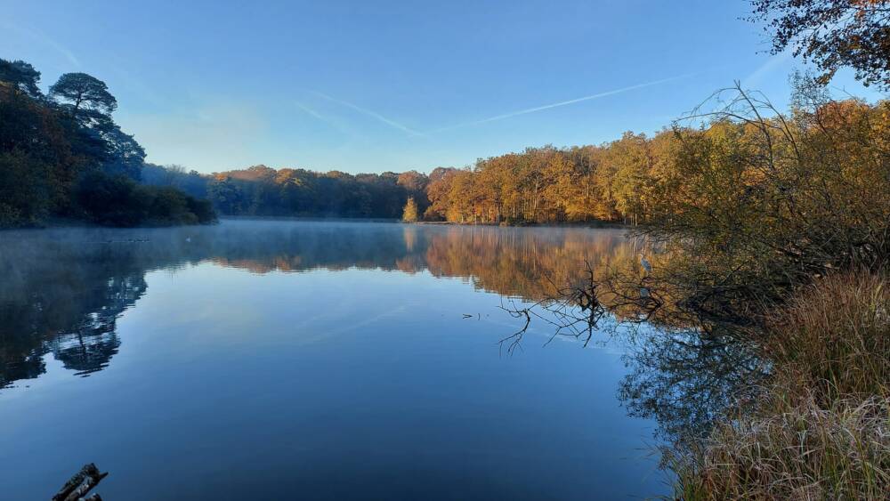 Rambouillet gold pond