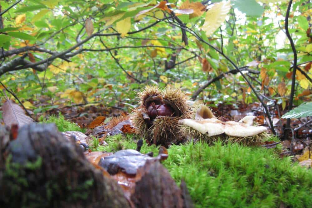 Rambouillet forest - Chestnut