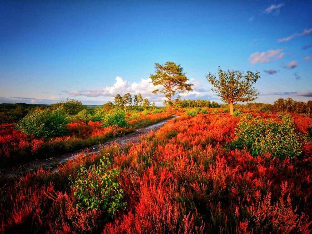 Floresta de Rochefort em Yvelines @Suhjiwoong - Posto de Turismo de Rambouillet