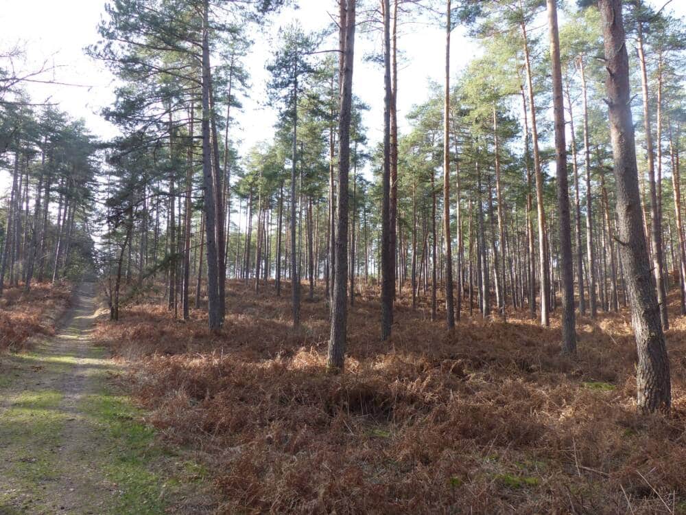 Bosque y Claro de Gambaiseuil