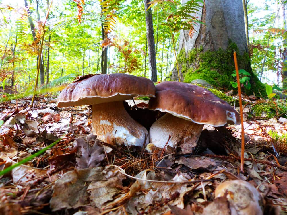 Ausflüge in die Natur CERF78 1 - Fremdenverkehrsamt Rambouillet