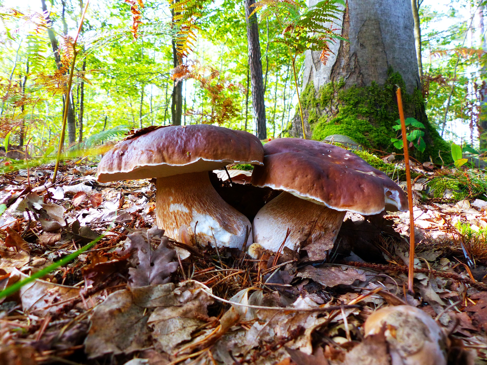 Portobello mushrooms,