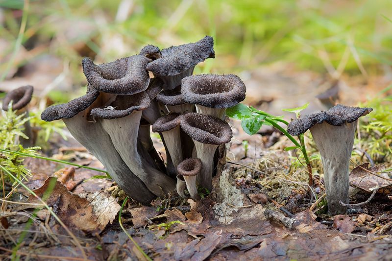 Trompettes de la mort Chasseurs de champignons