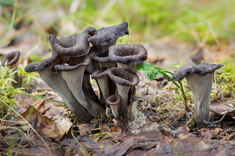 Trumpets of Death Mushroom Hunters