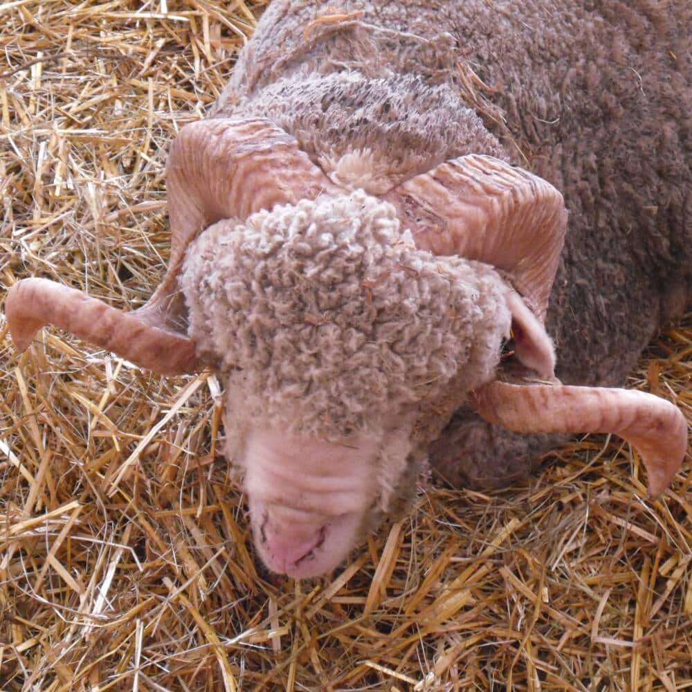 National Sheepfold - Rambouillet