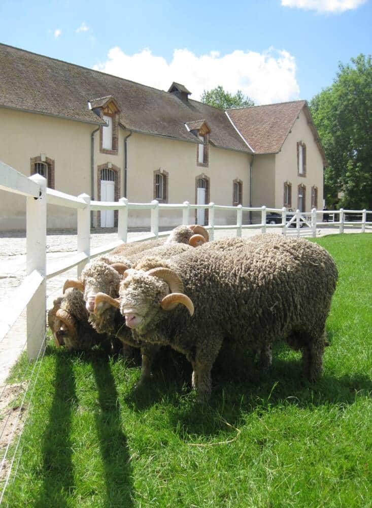 Nationaler Schafstall - Rambouillet