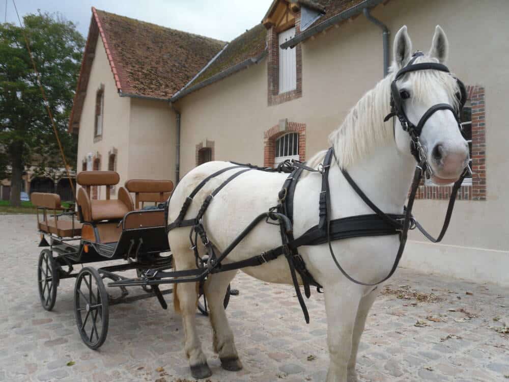 Nationaler Schafstall - Rambouillet