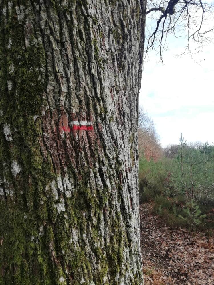 GR Forest of Rambouillet