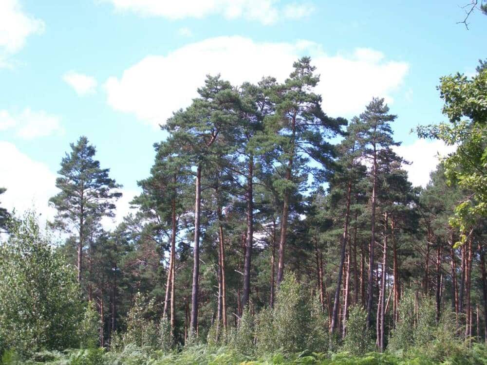 Pin sylvestre - forêt de Rambouillet