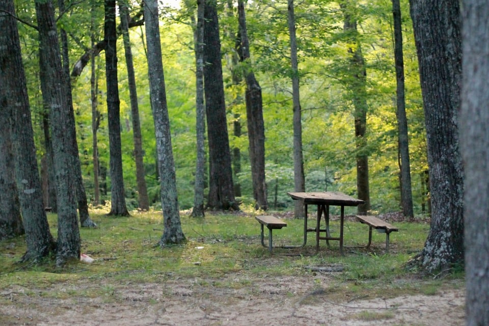 Picknick in het bos