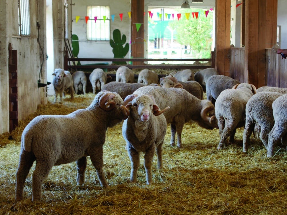 EMC 2015.07.23 भेड़ Merinos राष्ट्रीय Sheepfold Rambouillet EGonant 19 - Rambouillet पर्यटक कार्यालय