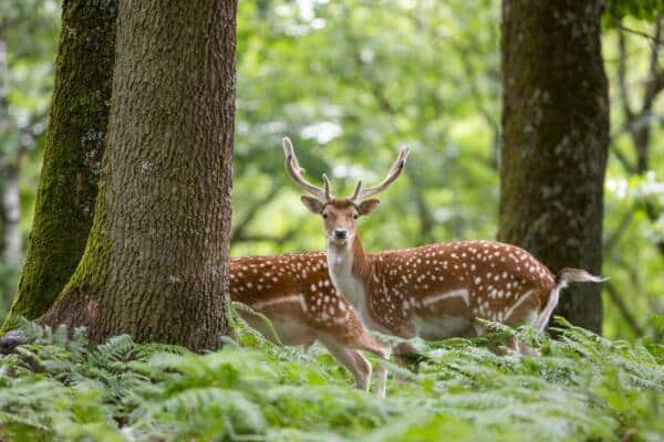 Ruimte Rambouillet