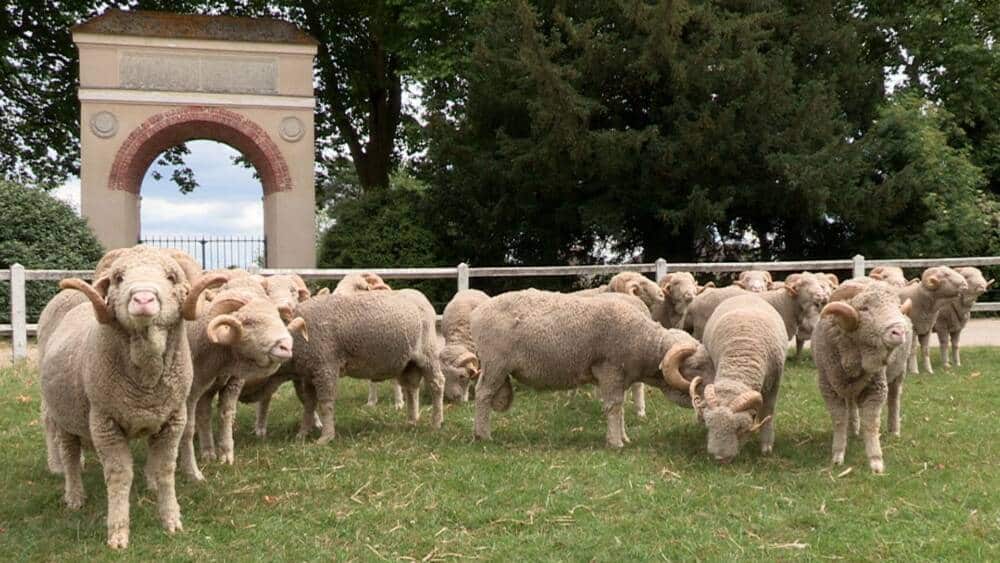 Merinowolle - Fremdenverkehrsamt Rambouillet