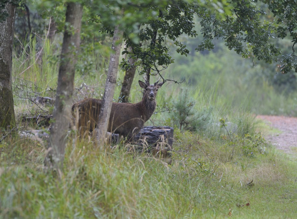 @Laurentbut nature 1 - Office de Tourisme de Rambouillet
