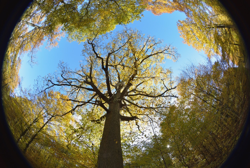 @Laurentbut natura 6 - Ufficio del turismo di Rambouillet