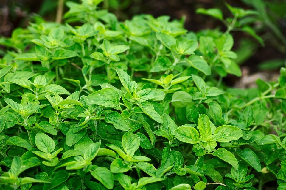 Plantes sauvages comestibles