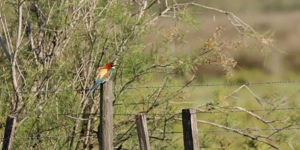 Sorties nature - Laurent Chevallier