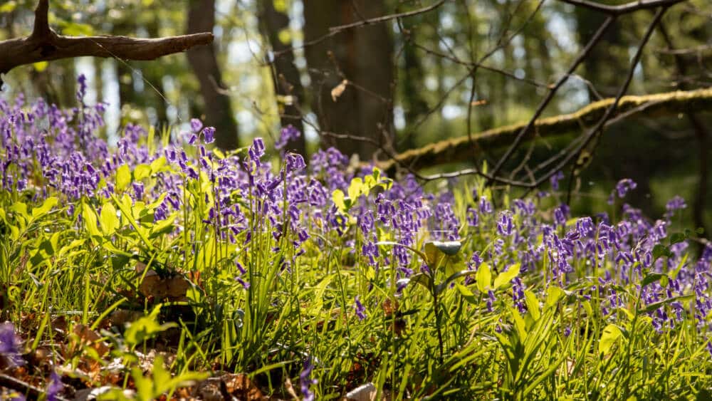 Ausflüge in die Natur - Laurent Chevallier